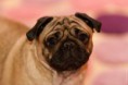/album/galerie-photos/carlin-mignon-jpg/